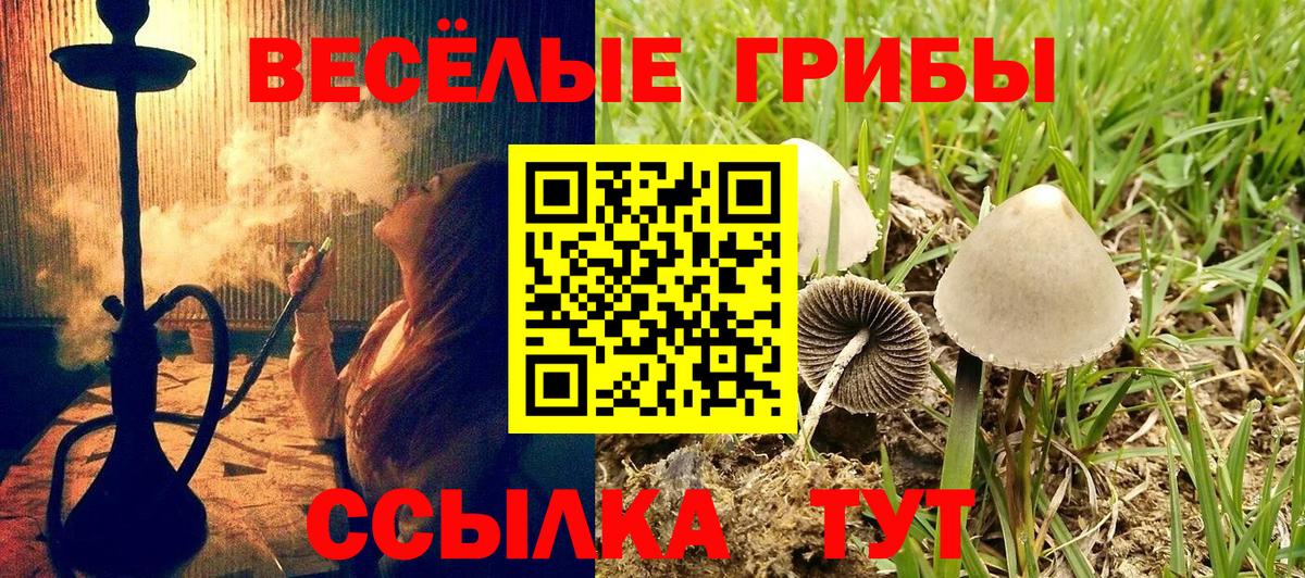 Псилоцибиновые грибы Psilocybe Владивосток